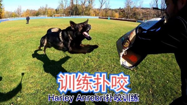 德国牧羊犬怎样训练(哪些训练方法最适合它)