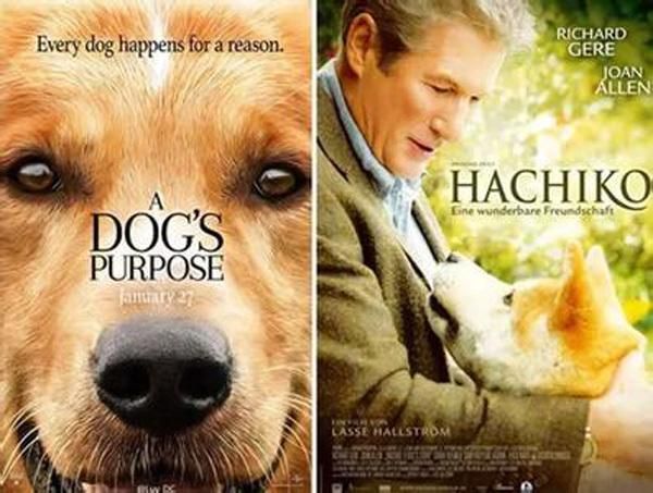 德国牧羊犬电影(牠们能带给你怎样的陪伴)