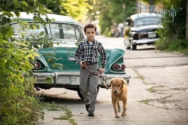 德国牧羊犬电影(牠们能带给你怎样的陪伴)