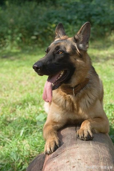 德国牧羊犬训练(如何让它从小就成为你的伙伴)