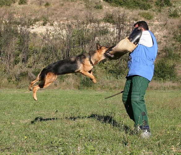 德国牧羊犬训练(如何让它从小就成为你的伙伴)