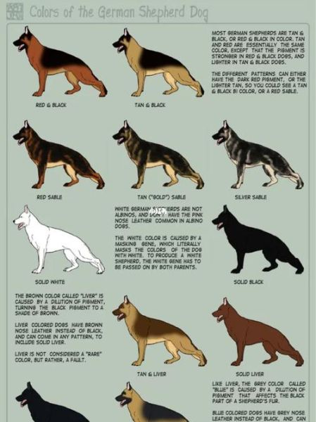 德国牧羊犬论坛(德牧知识你都了解吗)