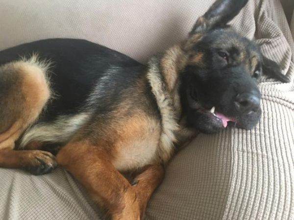 德国牧羊犬阿托斯(它适合家庭饲养吗)