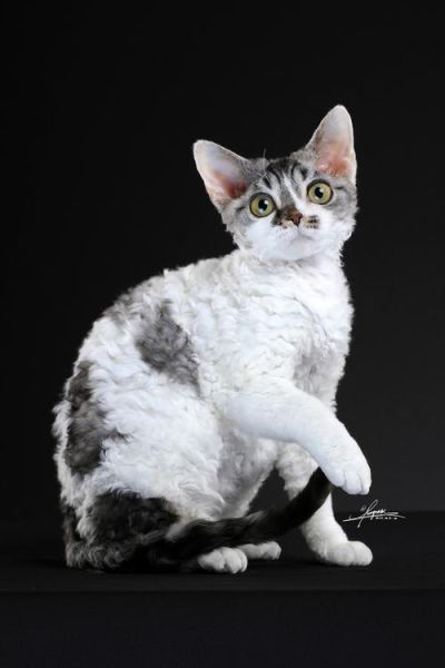德文卷毛猫(这是天生的吗)