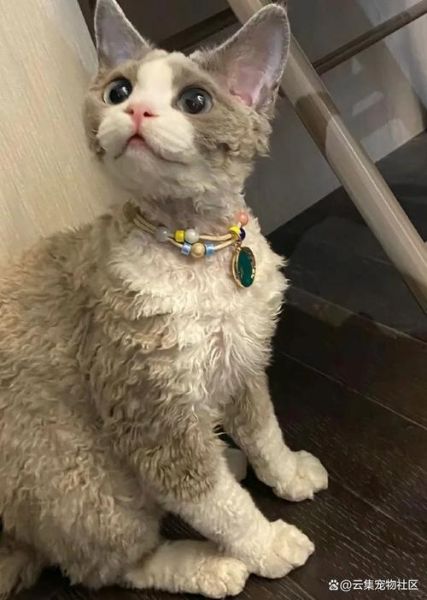 德文卷毛猫(这是天生的吗)
