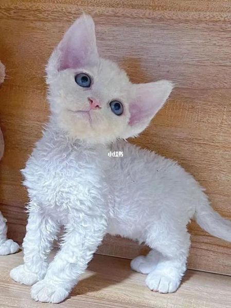 德文卷毛猫价格(价格会更高吗)
