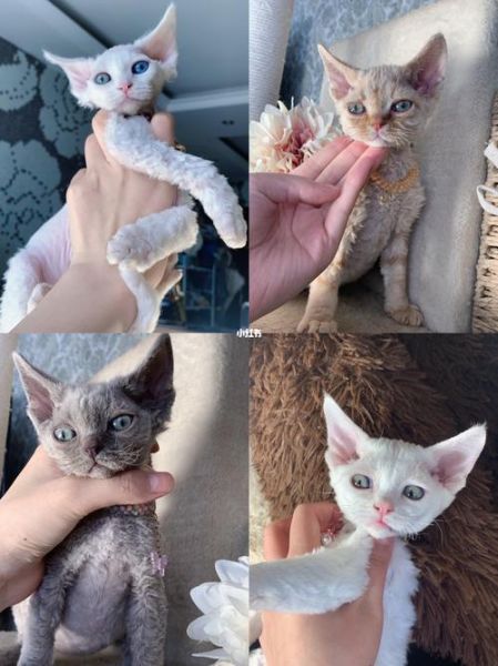德文卷毛猫价格(价格会更高吗)