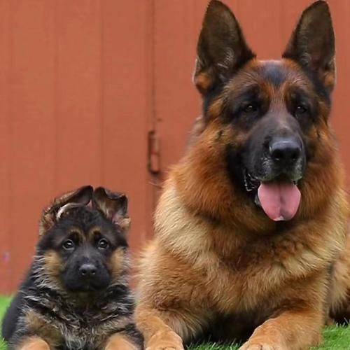 德牧幼犬多少钱一只(便宜的德牧幼犬靠谱吗)