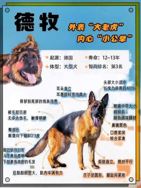 德牧幼犬多少钱一只(便宜的德牧幼犬靠谱吗)