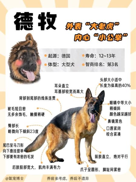 德牧训练(有什么诀窍吗)