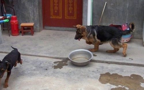 德牧趴蹄(应该怎么补救)