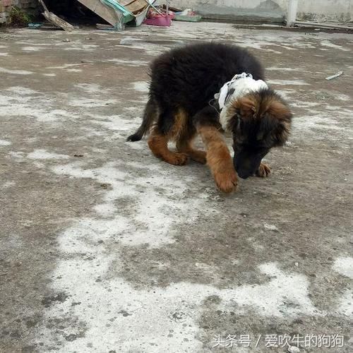 德牧趴蹄(应该怎么补救)