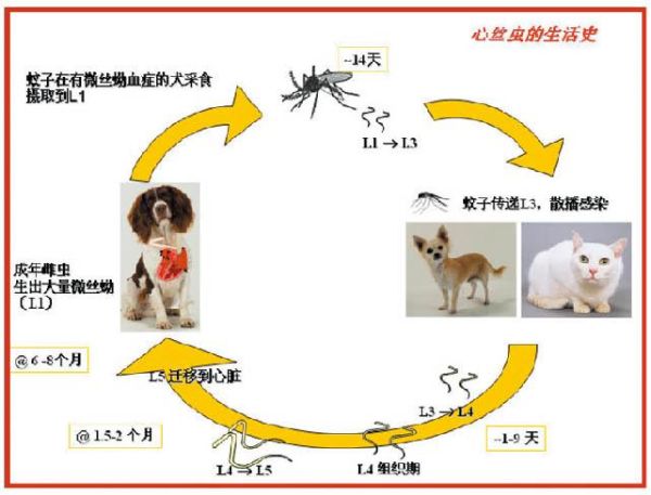 心丝虫( 猫咪感染更危险吗)