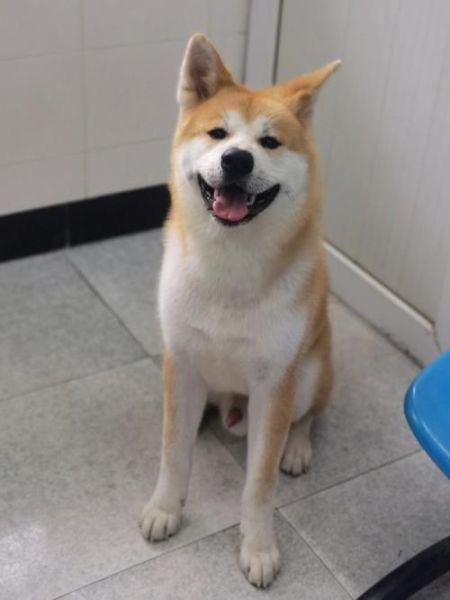 忠犬八公是什么狗(它是从哪里来的)