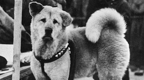忠犬八公是什么狗(它是从哪里来的)