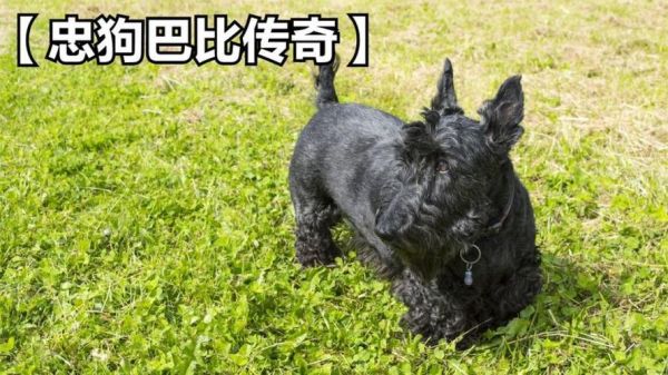 忠狗巴比传奇(真的只为主人吗)