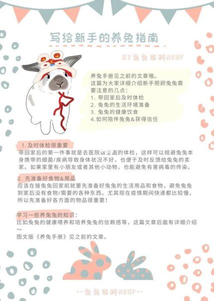 怎么养兔(新手小白入门指南)