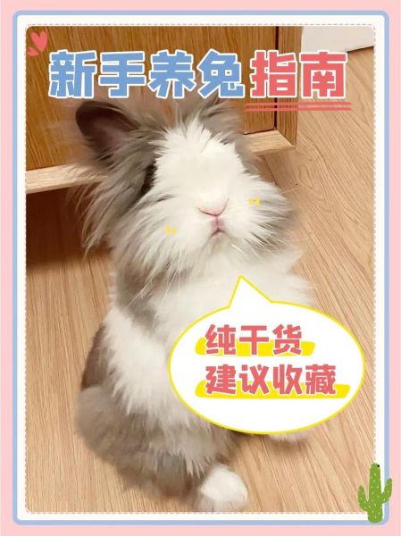 怎么养兔(新手小白入门指南)