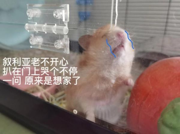 怎么判断仓鼠哭了(怎么才能知道它哭的原因)