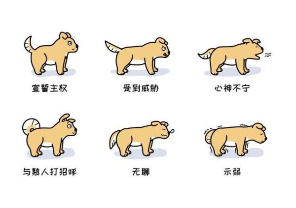 怎么引导狗狗进入人身( 怎么让它喜欢你)