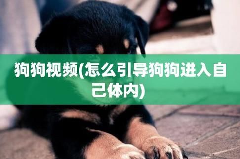 怎么引导狗狗进入人身( 怎么让它喜欢你)