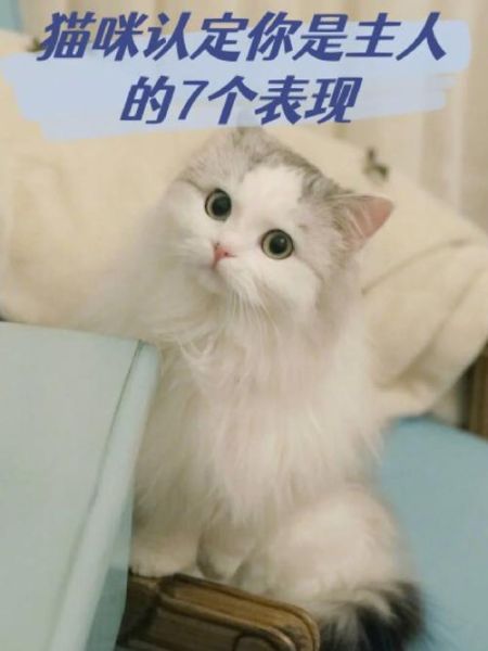 怎么确定猫咪认主人了(它是不是认你为主了)