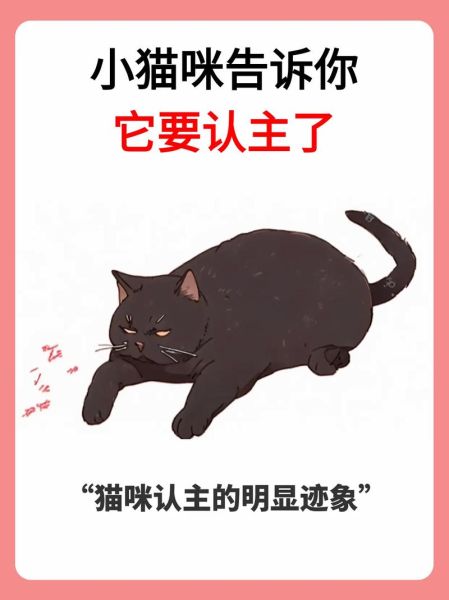 怎么确定猫认主人了(它真的把你当主人了吗)