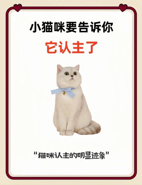 怎么确定猫认主人了(它真的把你当主人了吗)