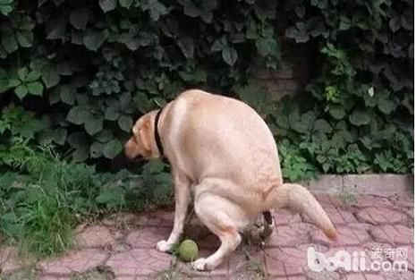 怎么让狗狗进入自己的房间拉屎(到底怎么才能让它在房间里上厕所)