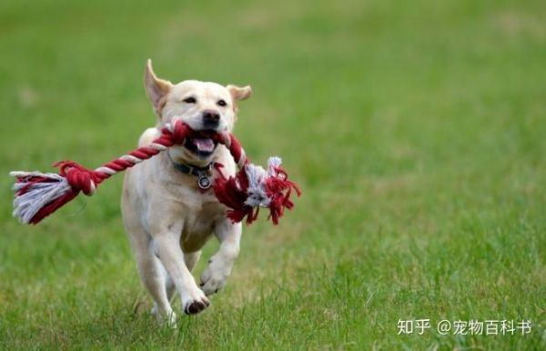 怎么训练拉布拉多捡球( 怎么让狗狗更乐意捡球)