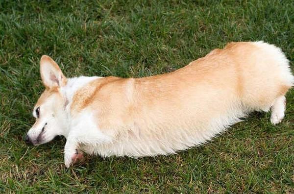 怎么训练柯基犬(5个方法让它乖乖听话)