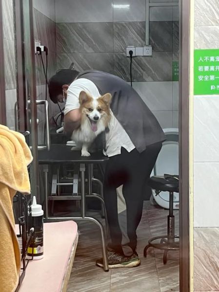 怎么训练柯基犬(5个方法让它乖乖听话)