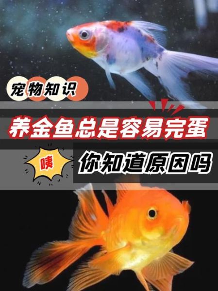 怎样养金鱼(怎样才能避免金鱼死亡)