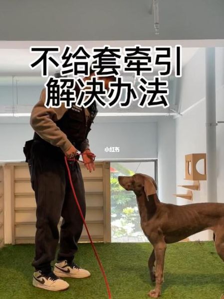 怎样引导狗狗进入自己( 怎么训练它进出自己的地方)