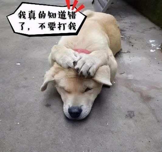 怎样让狗狗进入身体不叫个(怎么才能让它不再害怕进屋)