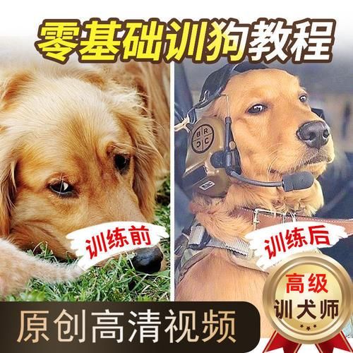 怎样训狗( 怎么让狗狗乖乖听你的命令)