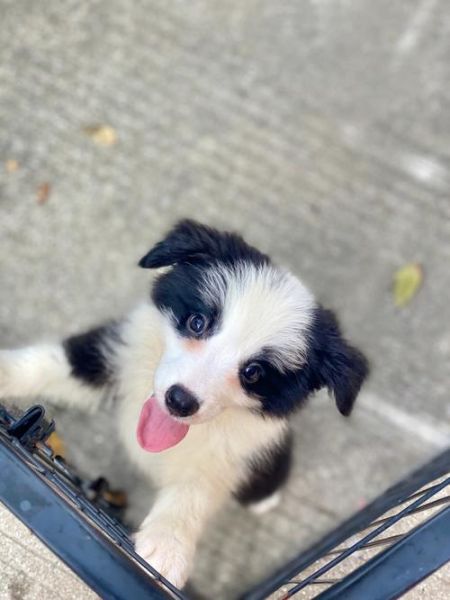 怎样训练边境牧羊犬( 训练边牧需要哪些耐心和技巧)