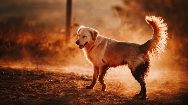 怎样训练金毛寻回犬(怎么才能让它记住指令)