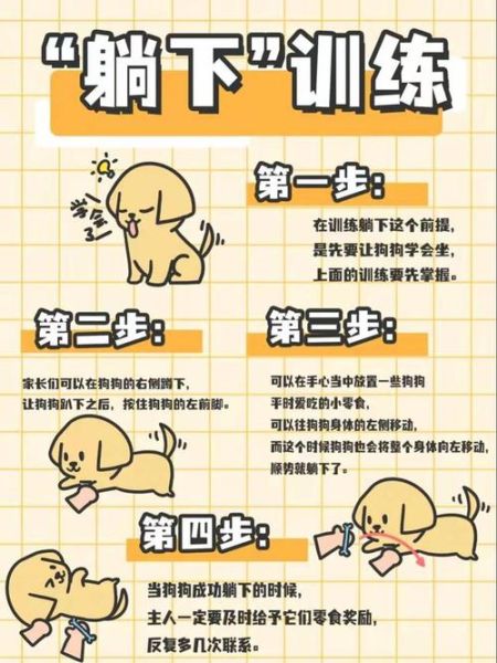 怎样训练金毛狗( 训练金毛的最佳时间段是)