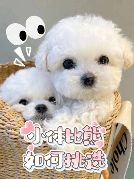 怎样选狗(学会三招挑到适合你的狗)