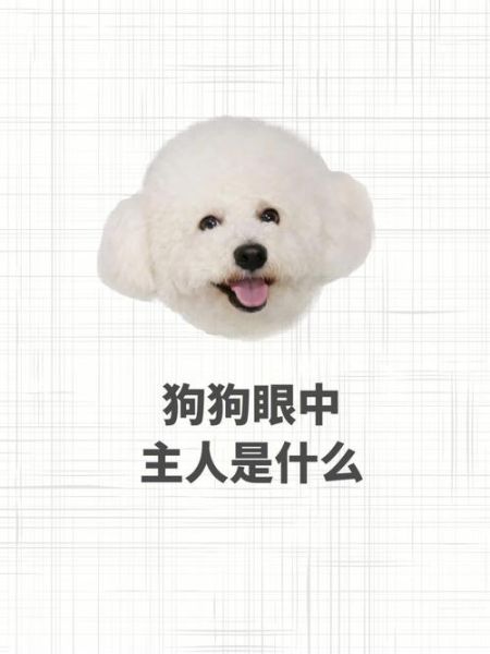 怎样选狗(学会三招挑到适合你的狗)