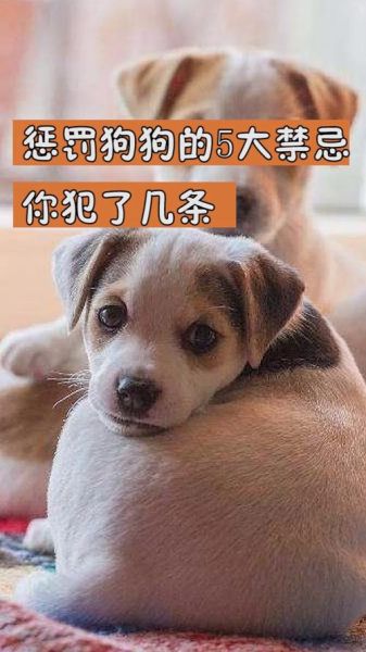 怕狗怎么办( 怎么才能和狗狗和平相处)