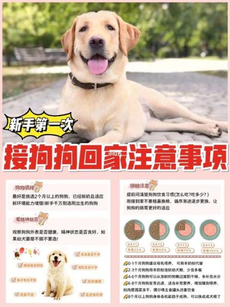 怕狗怎么办( 怎么才能和狗狗和平相处)