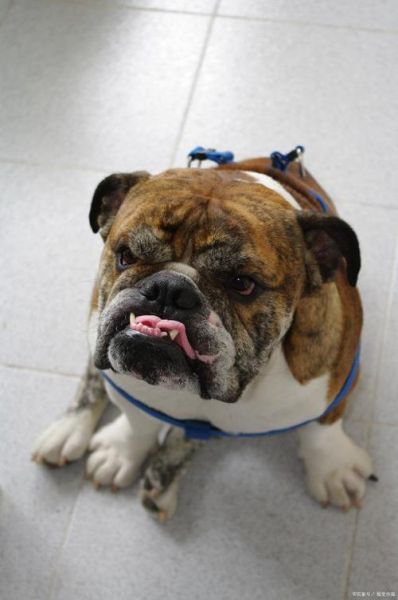 恶霸犬(它们真的适合当宠物吗)