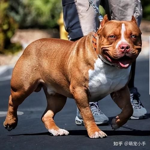 恶霸犬哪种体型最贵(最近狗狗真的涨价了吗)