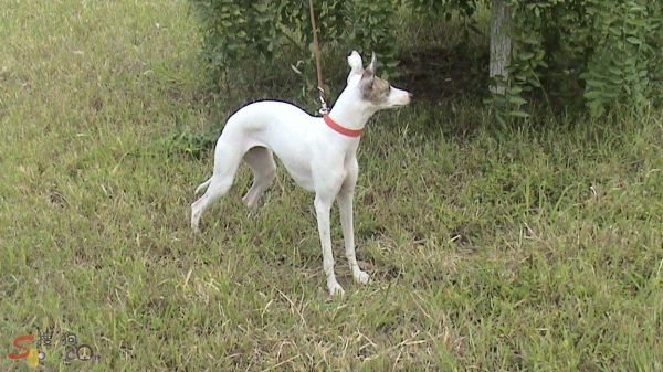 惠比特犬( 它适合和小孩玩吗)