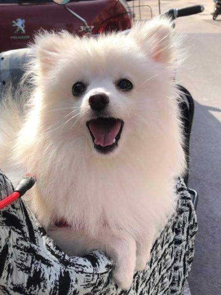 意大利狐狸犬(和博美比谁更贵)