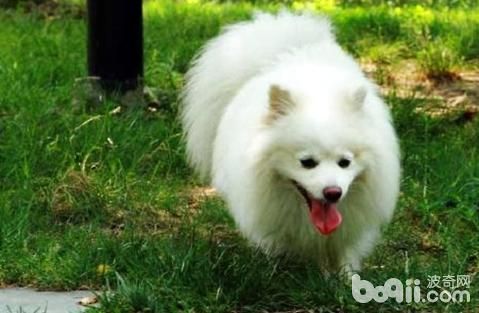 意大利狐狸犬(和博美比谁更贵)