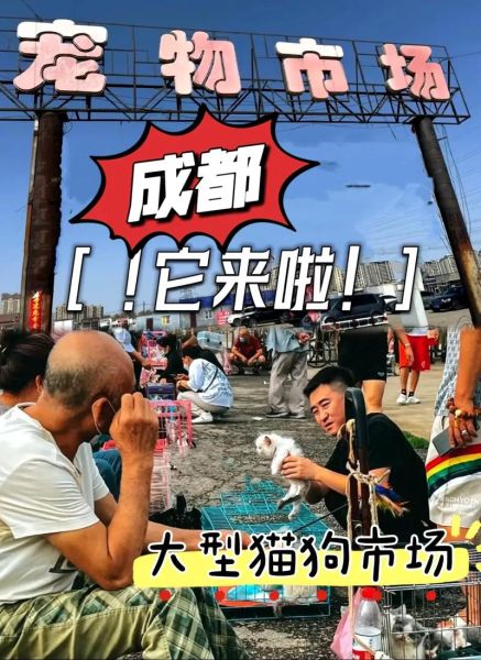 成都 宠物市场(哪家店最优惠)