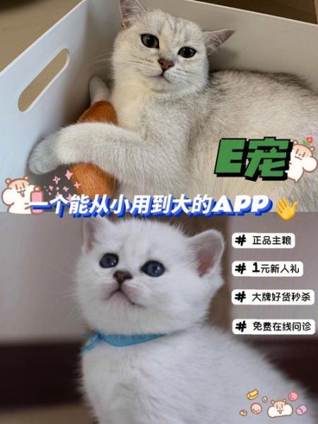 成都e宠网(买宠物用品选它合适吗)
